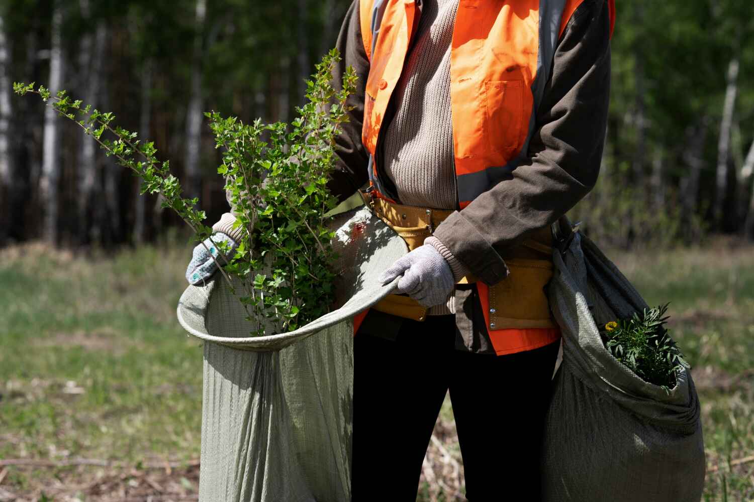 Loveland, CO Tree Service Company